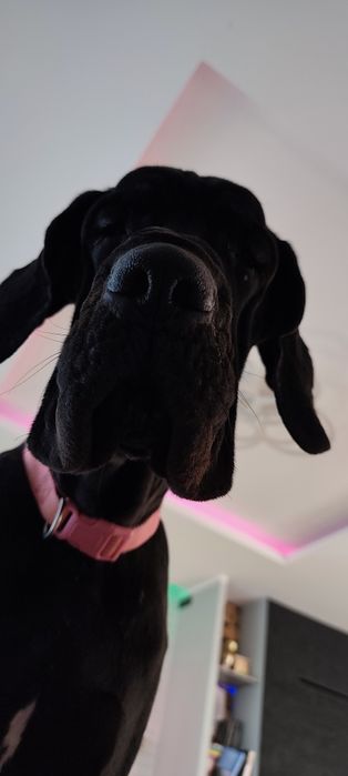 Dog niemiecki suczka