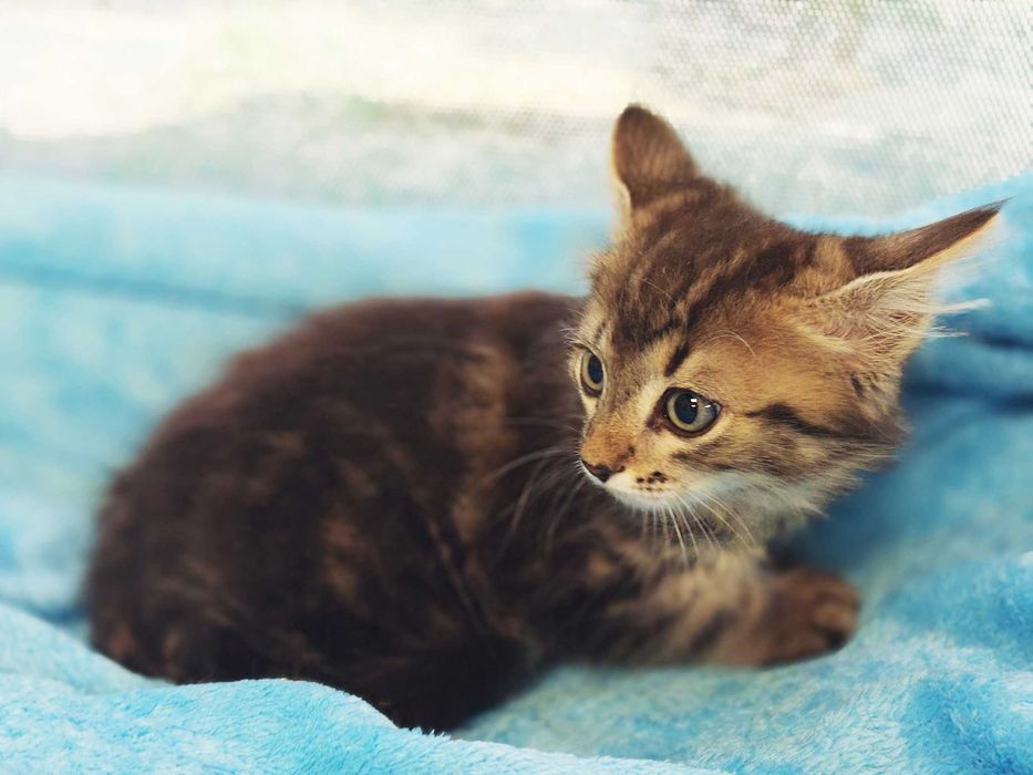 Шикарне кошеня Лялік (2 міс) в пошуках домівки! Кіт, кішка, котик