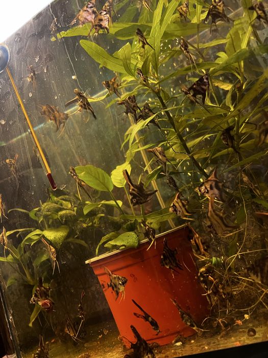 Распродажа рыбок!  Скалярия и Теренция