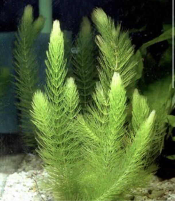 Lote plantas aquario