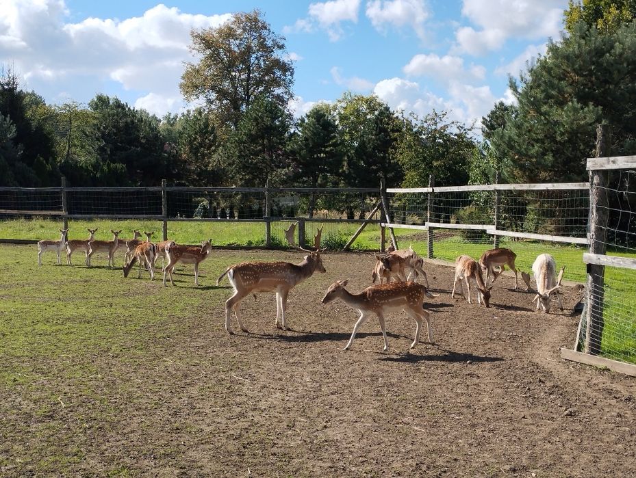 Daniele Byki łanie i cielaki