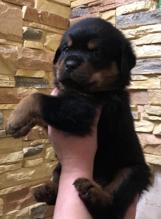 Резерв на породистых щенков ротвейлера.