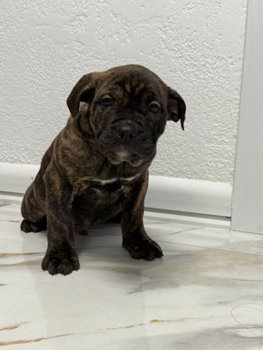 Кадебо(мальоркський мастиф)