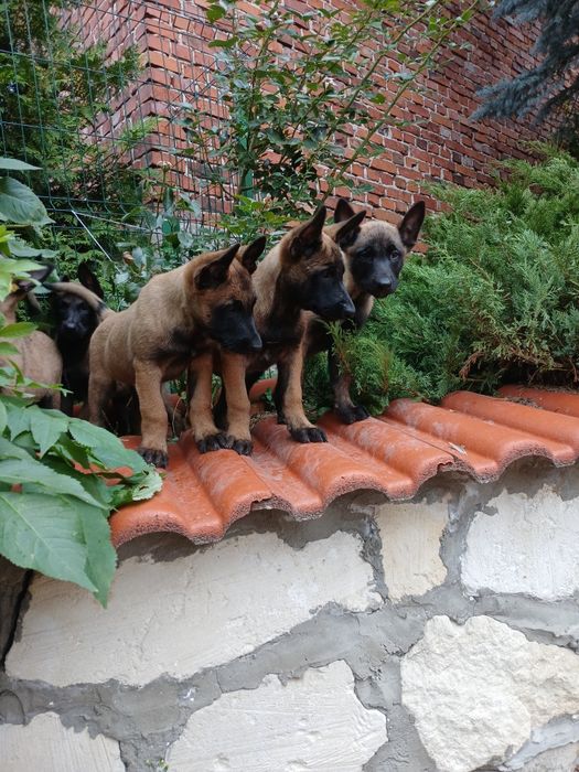 Szczenię owczarek belgijski malinois