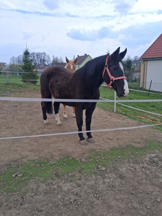 Klacz sp na sprzedaż