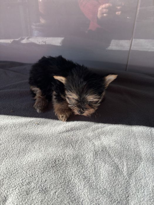 Morkie macho de pelo comprido