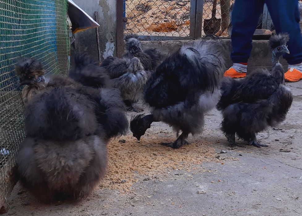 яйцо инкубационное Silkie китайская шёлковая оплод не менее 90%+бонус