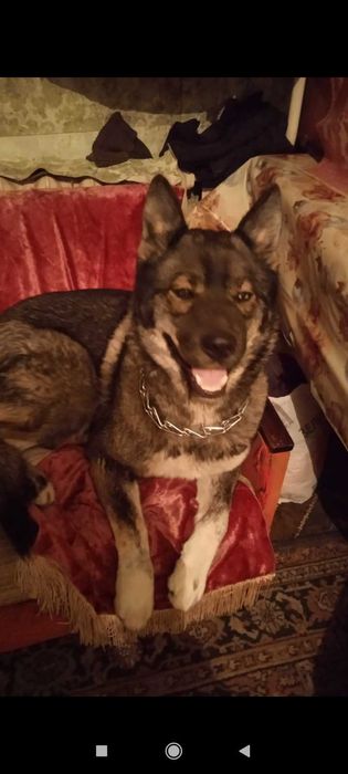 Отдам в хорошие руки!)