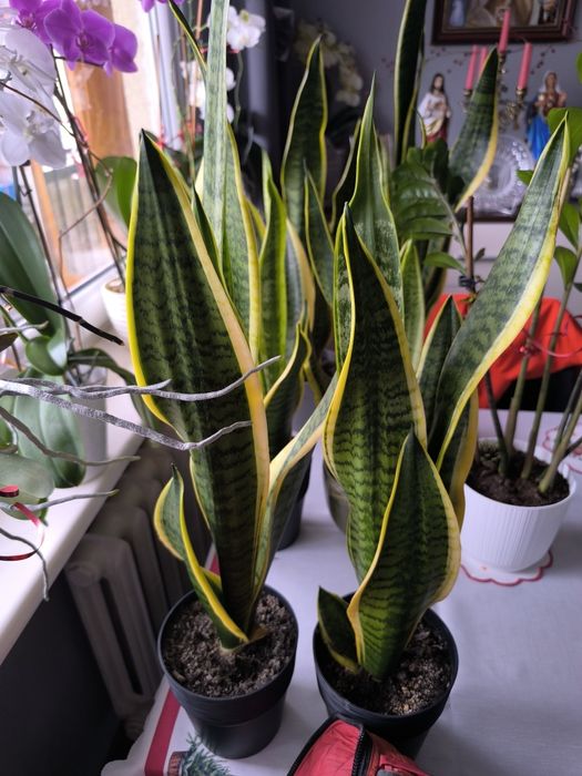 Na sprzedaż kwiaty sansewieria...