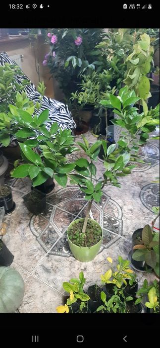 Памело Валентино