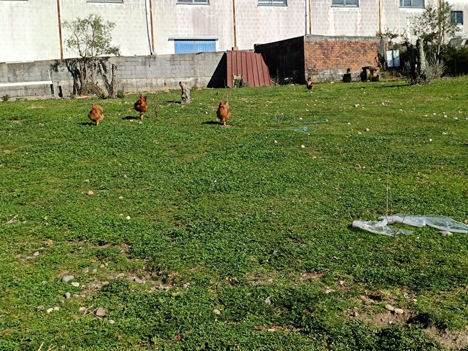 Ovos de galinha caseiros