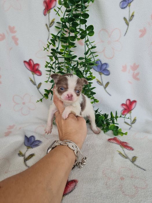 Excelente menino mini pelo longo Chihuahua/Chiuaua Cabeça de Maça,Qualidad