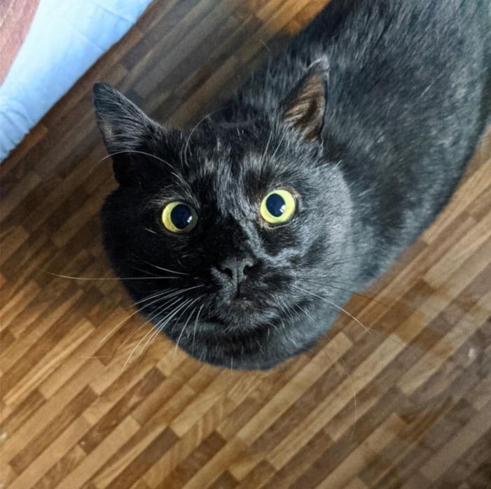 Kot czarny kocur węgielek szuka domu niekupujadoptuj