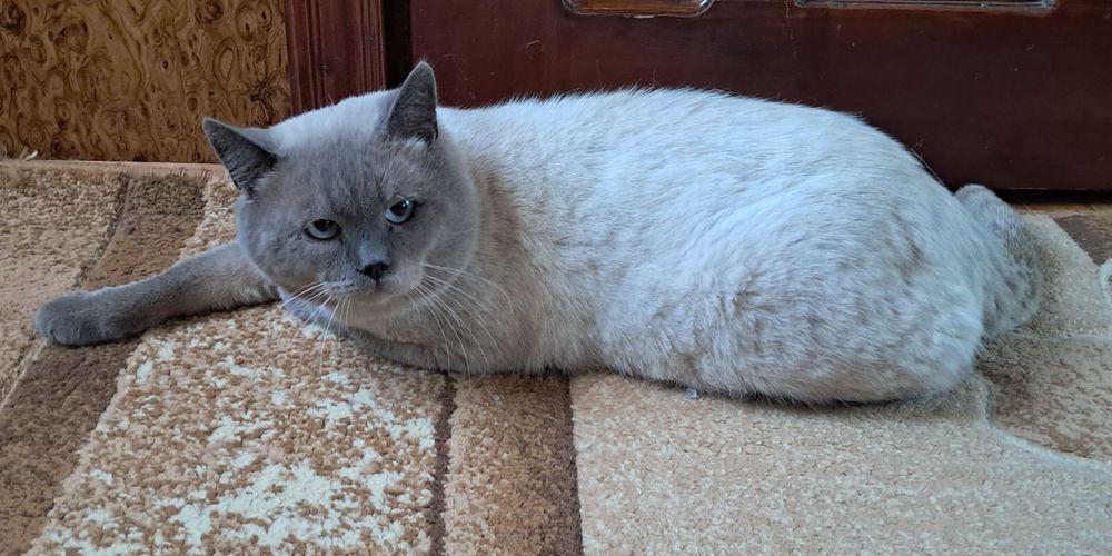 Шотландські чистокровні кошенята