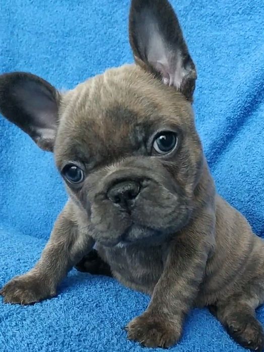 Кобель французского бульдога