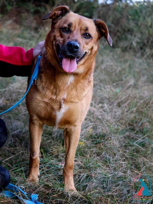 Pies który uwielbia się przytulać, lubi psy i koty - adoptuj