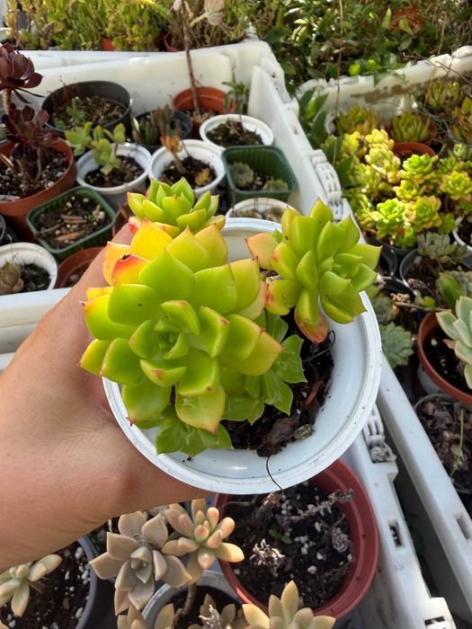 Suculentas variadas 3€ cada