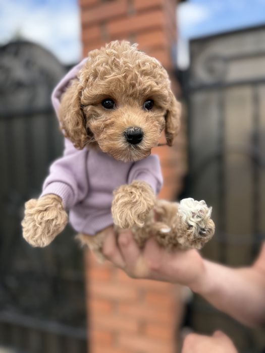 Мальтипу чіповані