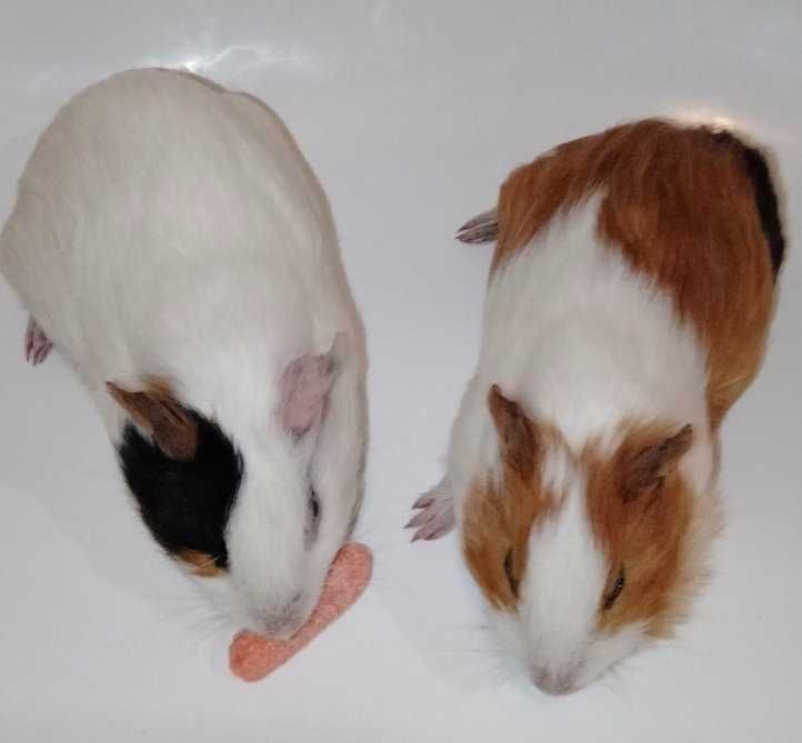 Продам молоді морські свинки