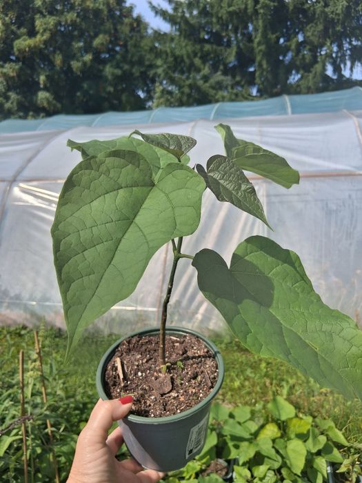Katalpa/Surmia (catalpa bignonioides)