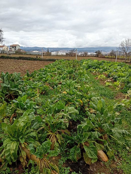 Beterraba - Comida para animais