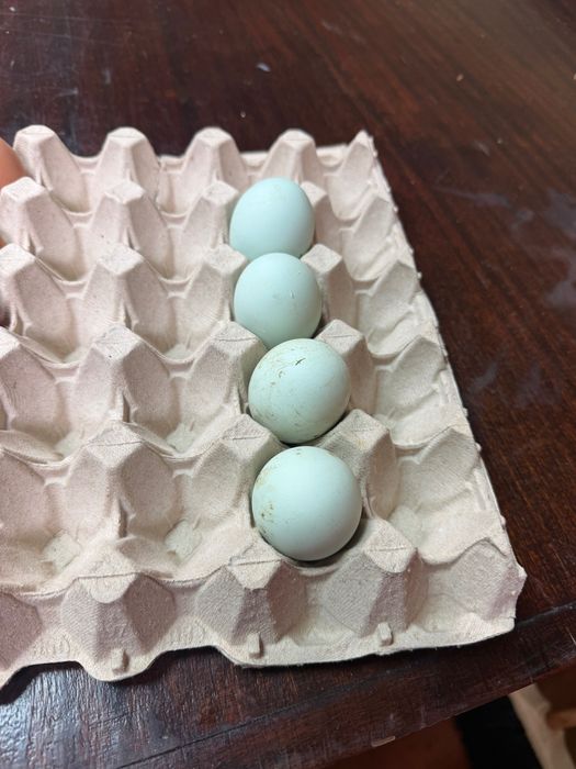 Ovos caseiros galados ( ótimos )