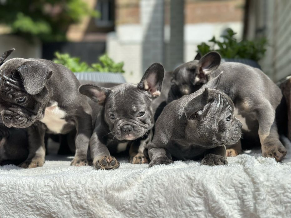 Щенки французского бульдога