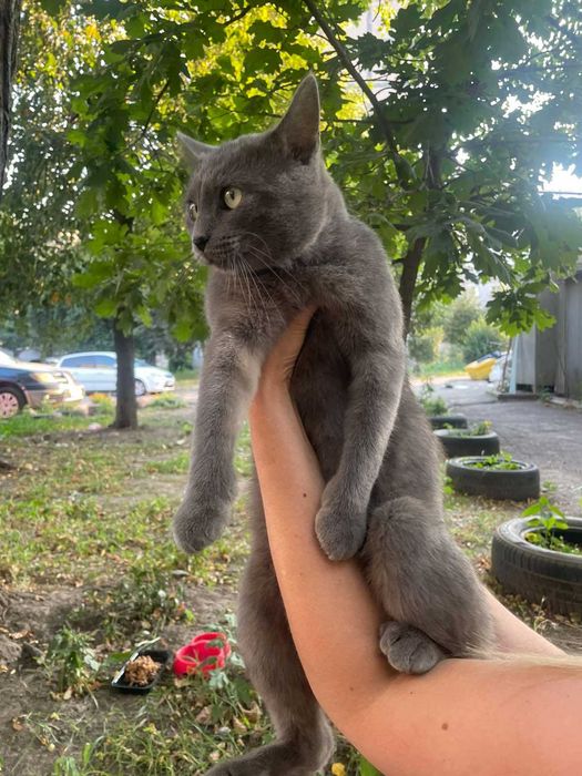 Котик схожий на російську блакитну шукає дім.