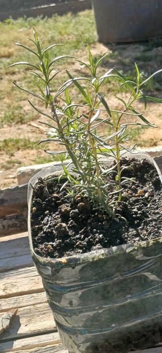 Planta Alecrim Biológico em Vaso