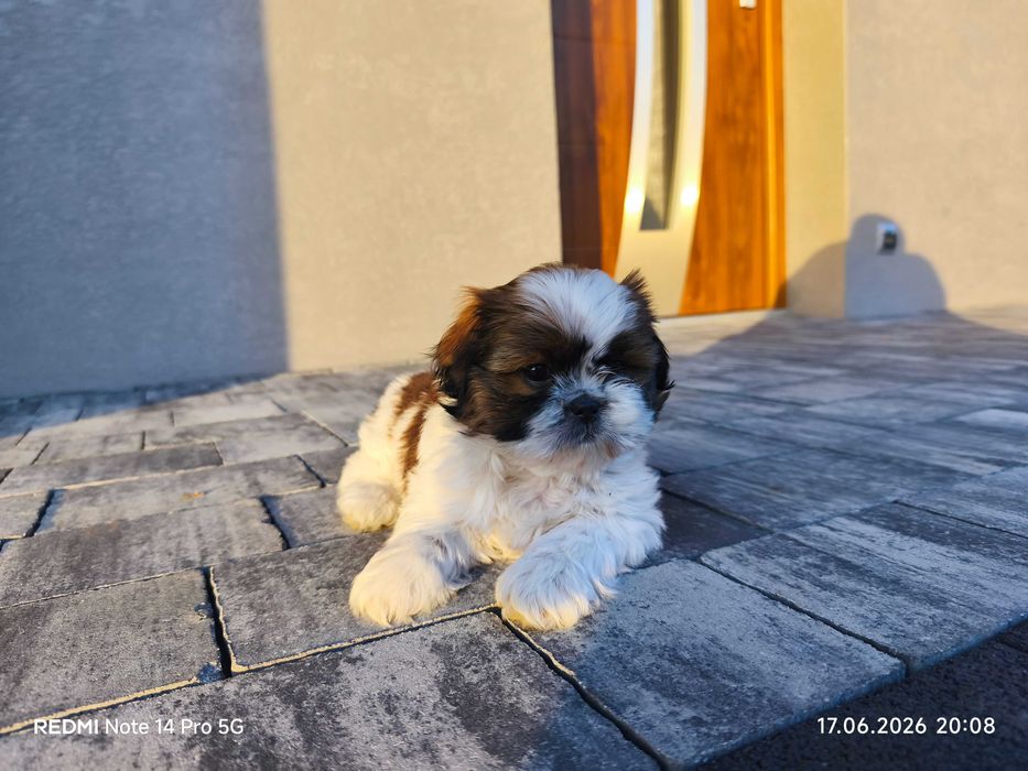 Shih Tzu szczeniak