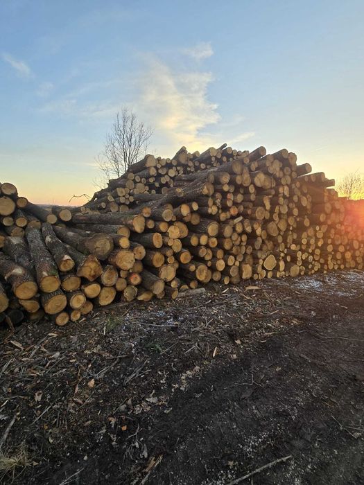 DĄB, BUK, GRAB, BRZOZA - piękne drewno opałowe kominkowe, 2,5m OKAZJA!