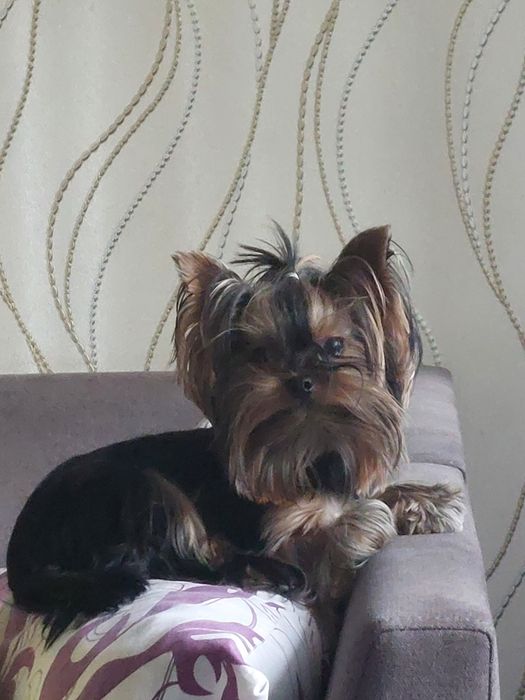 Йорк чорнявий! В'язка