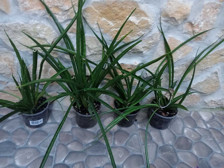 Planta natural, vasos da foto