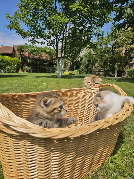 Кошенята шотланські весловухі