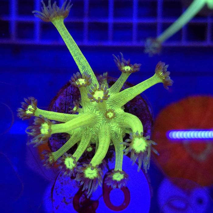 Goniopora Toxic Green – koralowiec LPS (frag) Kingdom of Corals