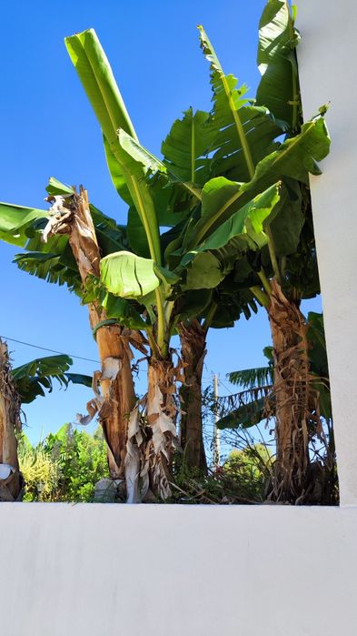 Bananeiras da Madeira
