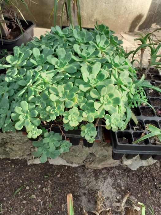 suculentas de varias variedades