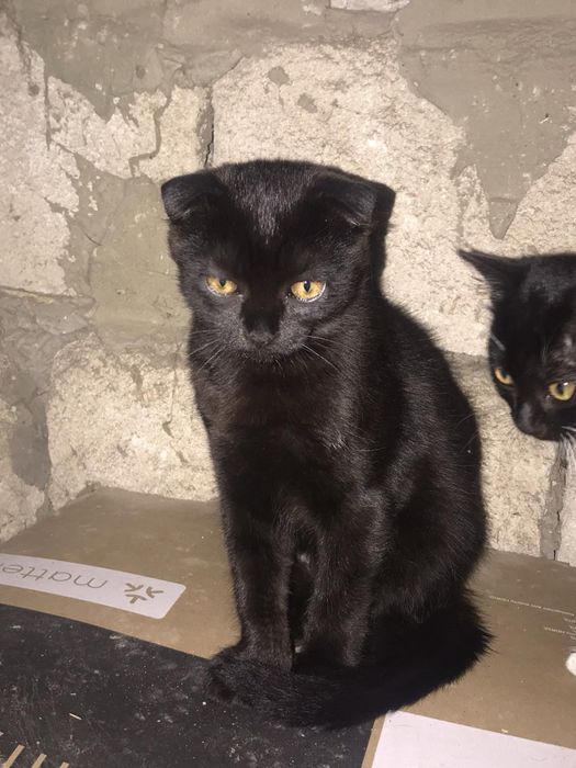 Продається Висловухий котик