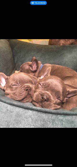 Щенки французского бульдога