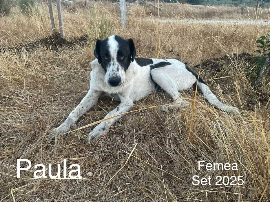 Procuro um novo lar para os meus cães.