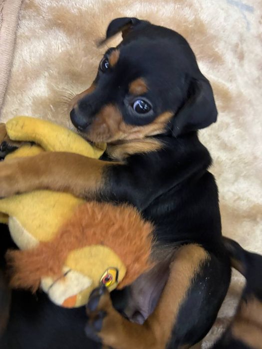 Цуценята цвєргпінчера