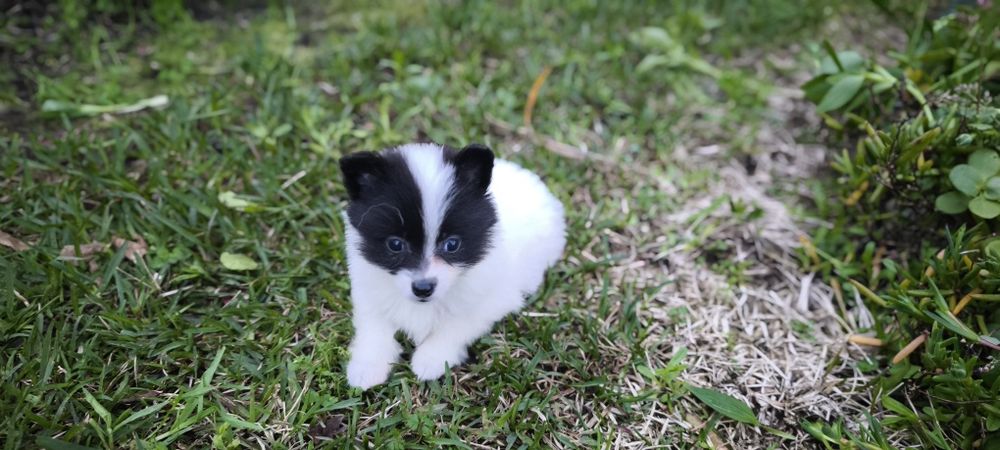 Spitz alemão anão femea Lulu da Pomerânia criado em ambiente familiar