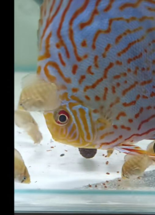 Dyskowce paletki Para