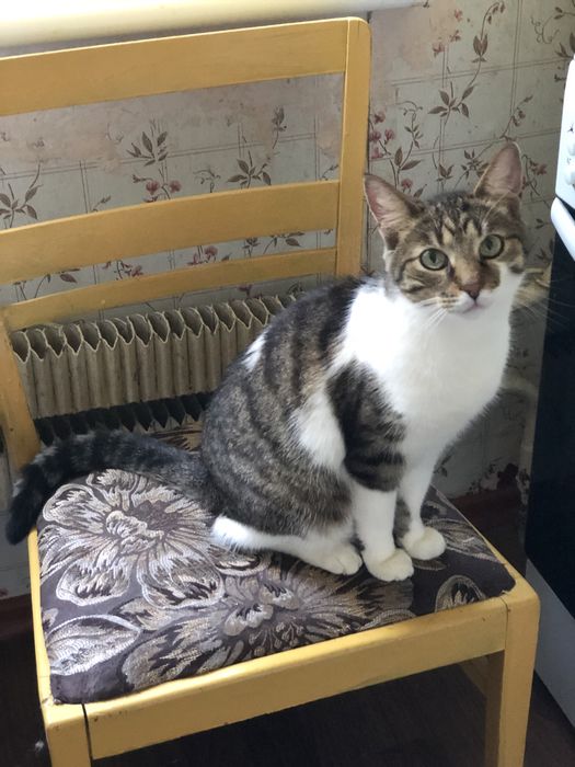 Котик 3 года бесплатно