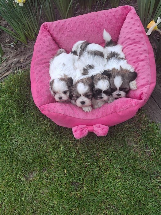 Już do odbioru pieski shih-tzu  wzorcowe mini