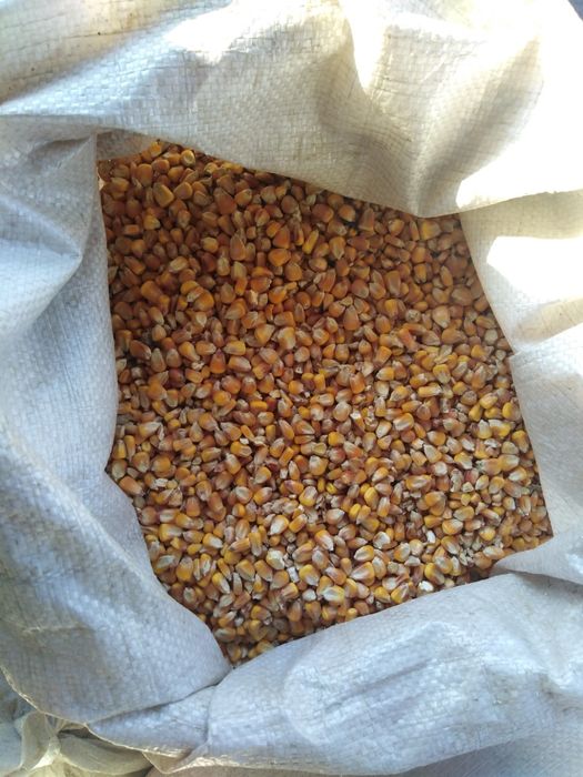 Кукурудза ціла продається