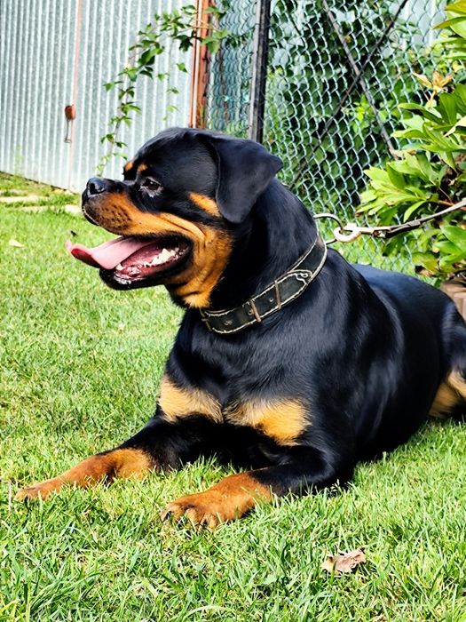 Rottweiler szczeniak