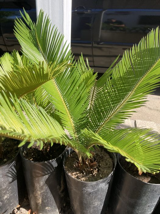 Palmeiras Cica - Cycas revoluta