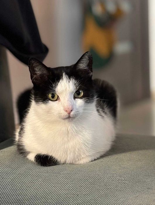 Kieszonkowa Cebulka szuka domu