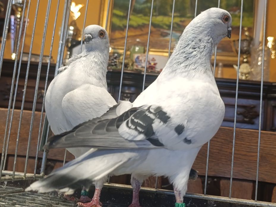 Mewka, mewki włoskie, wysyłam, gołębie ozdobne
